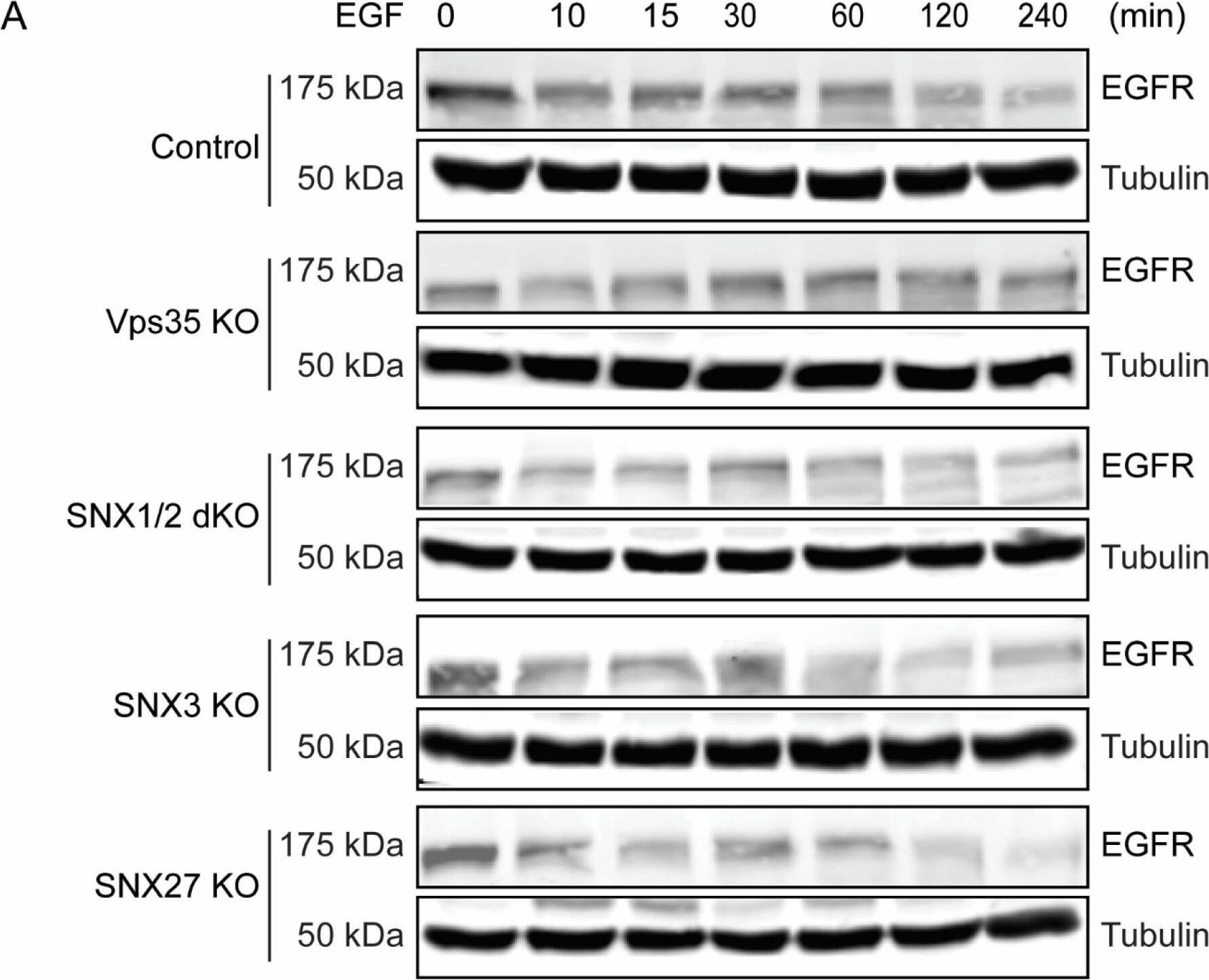 Retromer Vps35 or SNX1/2 depletion altered EGF-stimulated EGFR degradation. (A) Serum-starved cells were treated with 100 ug/mL of EGF for different time points. At indicated time points, cells were harvested, and equal amounts of protein samples were used for immunoblotting with EGFR antibody. Representative blots from at least three independent experiments are shown. (B) EGFR levels at each time point were normalized to the EGFR level at 0 min for each cell line. Graph represents the difference of EGFR levels during EGF stimulation (means +/- SEM). Two-tailed student’s t-test indicated the difference, * p < 0.05, HeLa control vs. Vps35 KO (120 min); * p < 0.05, HeLa control vs. Vps35 KO (240 min); ** p < 0.01, HeLa control vs. SNX1/2 dKO (240 min). Image collected and cropped by CiteAb from the following open publication (//pubmed.ncbi.nlm.nih.gov/36359754), licensed under a CC-BY license. Not internally tested by Novus Biologicals.