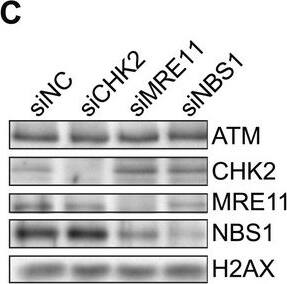 Knockdown Validated Nbs1 Antibody - BSA Free