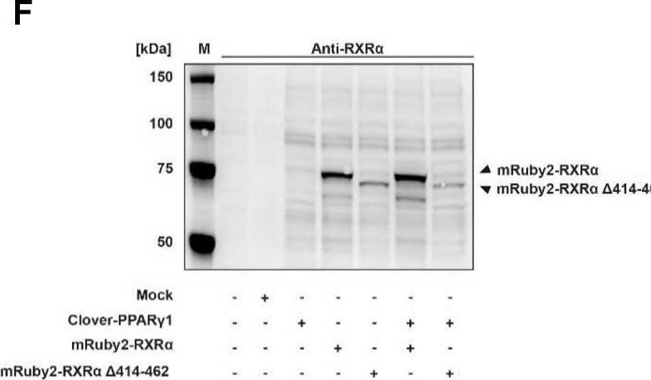  Determination of Clover-PPAR gamma 1, mRuby2-RXR alpha  and mRuby2-RXR alpha   delta 414-462 protein expression. Graphical scheme of the structure of the full length human PPAR gamma 1 protein (A); the full length human RXR alpha  protein (B) and the human RXR alpha  deletion construct with a C-terminal absence of the sequence AA 414-462 (C). PPAR gamma 1 was N-terminally labeled with the green fluorophore Clover and both of the two RXR alpha  constructs N-terminally with the red fluorophore mRuby2. Clover-PPAR gamma 1, mRuby2-RXR alpha  and mRuby2-RXR alpha   delta 414-462 protein expressions are shown in total HEK293T cell lysates visualized by Western blot analysis against human PPAR gamma  (D), GFP (E), human RXR alpha  (F) and tRFP (G). Images are representative of experiments which were performed at least three times. Image collected and cropped by CiteAb from the following open publication (//pubmed.ncbi.nlm.nih.gov/31534496), licensed under a CC-BY license. Not internally tested by Novus Biologicals.