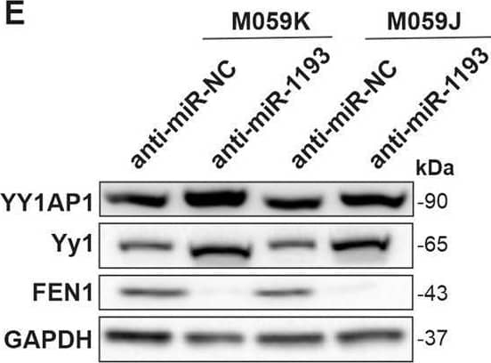 Western Blot FEN-1 Antibody (4E7) - Azide and BSA Free