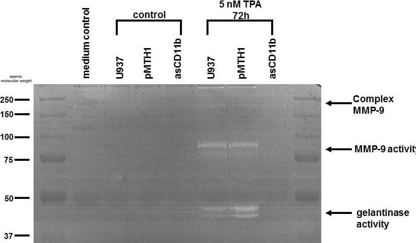 Western Blot: p97/VCP Antibody [NB100-1558] - Zymographic assay of gelatinase activity. Medium supernatants of 20 ml culture medium (medium control) as well as 20 ml conditioned medium from 107 U937 cells, pMTH1-U937 cells & asCD11b-U937 cells in the absence or presence of 5nM TPA for 72 h, respectively, were 18-fold concentrated & subjected to SDS-PAGE containing 2 mg/ml of gelatine. Following incubation with MMP enzyme buffer, the gels were stained with 0.4% Coomassie blue & afterwards destained again to visualize the appearance of gelatinase activity by light bands against the dark background. The molecular weight markers on both sides of the gels indicate the size of the MMPs exhibiting gelatinase activities. Image collected & cropped by CiteAb from the following publication (//pubmed.ncbi.nlm.nih.gov/22607136), licensed under a CC-BY license. Not internally tested by Novus Biologicals.