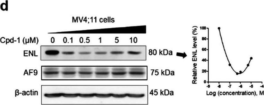 Activity of compounds 1–3 on ENL and AF9 in MLL1-r leukemia cells. a–e Levels of ENL, AF9 and  beta -actin (as a control) in a–d MV4;11 and e Molm-13 cells upon treatment with compounds 1 (a/d/e), 2 (b), and 3 (c) at the specified concentrations for 24 h, showing they induced degradation of ENL with their dose-responsive curves for calculating DC50 shown at right. AF9 levels were not reduced; f time-dependent degradation of ENL in MV4;11 cells by 1 (500 nM); g–i ENL levels in MV4;11 cells upon pre-treatment for 2 h with SGC-iMLLT (Inh, g), thalidomide (Tha, h) and bortezomib (Bor, i) followed by co-treatment with 1 (500 nM) for 24 h, showing these three compounds can dose-dependently inhibit 1-mediated ENL degradation Image collected and cropped by CiteAb from the following open publication (//pubmed.ncbi.nlm.nih.gov/35395864), licensed under a CC-BY license. Not internally tested by Novus Biologicals.