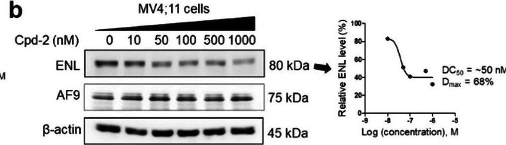 Activity of compounds 1–3 on ENL and AF9 in MLL1-r leukemia cells. a–e Levels of ENL, AF9 and  beta -actin (as a control) in a–d MV4;11 and e Molm-13 cells upon treatment with compounds 1 (a/d/e), 2 (b), and 3 (c) at the specified concentrations for 24 h, showing they induced degradation of ENL with their dose-responsive curves for calculating DC50 shown at right. AF9 levels were not reduced; f time-dependent degradation of ENL in MV4;11 cells by 1 (500 nM); g–i ENL levels in MV4;11 cells upon pre-treatment for 2 h with SGC-iMLLT (Inh, g), thalidomide (Tha, h) and bortezomib (Bor, i) followed by co-treatment with 1 (500 nM) for 24 h, showing these three compounds can dose-dependently inhibit 1-mediated ENL degradation Image collected and cropped by CiteAb from the following open publication (//pubmed.ncbi.nlm.nih.gov/35395864), licensed under a CC-BY license. Not internally tested by Novus Biologicals.