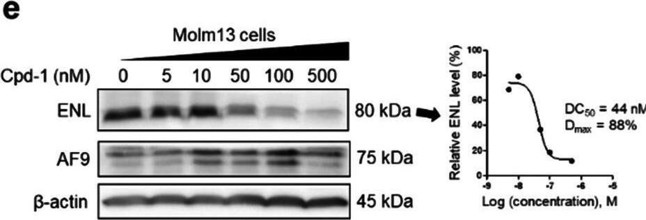Activity of compounds 1–3 on ENL and AF9 in MLL1-r leukemia cells. a–e Levels of ENL, AF9 and  beta -actin (as a control) in a–d MV4;11 and e Molm-13 cells upon treatment with compounds 1 (a/d/e), 2 (b), and 3 (c) at the specified concentrations for 24 h, showing they induced degradation of ENL with their dose-responsive curves for calculating DC50 shown at right. AF9 levels were not reduced; f time-dependent degradation of ENL in MV4;11 cells by 1 (500 nM); g–i ENL levels in MV4;11 cells upon pre-treatment for 2 h with SGC-iMLLT (Inh, g), thalidomide (Tha, h) and bortezomib (Bor, i) followed by co-treatment with 1 (500 nM) for 24 h, showing these three compounds can dose-dependently inhibit 1-mediated ENL degradation Image collected and cropped by CiteAb from the following open publication (//pubmed.ncbi.nlm.nih.gov/35395864), licensed under a CC-BY license. Not internally tested by Novus Biologicals.