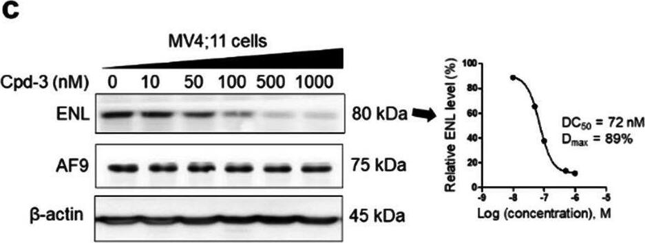 Activity of compounds 1–3 on ENL and AF9 in MLL1-r leukemia cells. a–e Levels of ENL, AF9 and  beta -actin (as a control) in a–d MV4;11 and e Molm-13 cells upon treatment with compounds 1 (a/d/e), 2 (b), and 3 (c) at the specified concentrations for 24 h, showing they induced degradation of ENL with their dose-responsive curves for calculating DC50 shown at right. AF9 levels were not reduced; f time-dependent degradation of ENL in MV4;11 cells by 1 (500 nM); g–i ENL levels in MV4;11 cells upon pre-treatment for 2 h with SGC-iMLLT (Inh, g), thalidomide (Tha, h) and bortezomib (Bor, i) followed by co-treatment with 1 (500 nM) for 24 h, showing these three compounds can dose-dependently inhibit 1-mediated ENL degradation Image collected and cropped by CiteAb from the following open publication (//pubmed.ncbi.nlm.nih.gov/35395864), licensed under a CC-BY license. Not internally tested by Novus Biologicals.