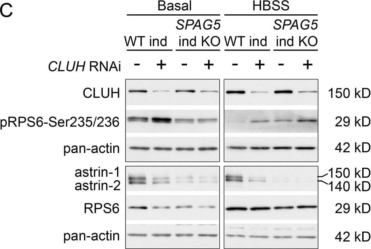 Western Blot: Ribosomal Protein S6/RPS6 Antibody [NB100-1595] - Loss of SPAG5 & CLUH lead to hyperactivation of mTORC1 signaling.(A, B) MSigDB Hallmark pathways of downregulated (E) or upregulated (F) proteins (with a cutoff of p ≤ 0.05; q ≤ 0.15) detected in proteomics analysis of SPAG5 ind-KO cells (Figure 4A, Supplementary file 3) using the EnrichR webtool. (C) Western blots of WT & SPAG5 ind-KO HeLa cells transfected with siRNA against CLUH or untargeted control siRNA. Cells were induced for 4 days with doxycycline, additionally downregulated for the last 3 days & grown for the last 8 hr in basal or HBSS media without doxycycline. Pan-actin was used as loading control. (D) Quantification of experiments as shown in C (n = 4 independent experiments). Antibody signal was normalized to pan-actin signal, & signal of phospho-protein was normalized to signal of the total protein. Bars show mean ± standard error of the mean (SEM) & dots represent values of individual replicates. One-way analysis of variance (ANOVA) with post hoc Tukey’s multiple comparison tests were performed with *p ≤ 0.05; **p ≤ 0.01; ***p ≤ 0.001.Figure 5—figure supplement 1—source data 1.Uncropped blots for Figure 5—figure supplement 1C.Figure 5—figure supplement 1—source data 2.Unedited blots for Figure 5—figure supplement 1C.Uncropped blots for Figure 5—figure supplement 1C.Unedited blots for Figure 5—figure supplement 1C. Image collected & cropped by CiteAb from the following publication (//pubmed.ncbi.nlm.nih.gov/35559794), licensed under a CC-BY license. Not internally tested by Novus Biologicals.