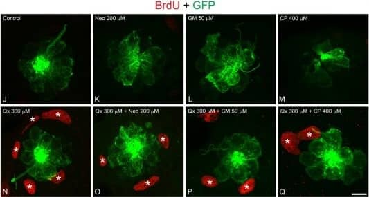 Immunocytochemistry/ Immunofluorescence: GFP Antibody [NB100-1614] - Qx protects against ototoxin-induced HC death & promotes supporting cell proliferation. (A–I) TUNEL assay (red) performed in zebrafish incubated w/ vehicle or 300 µM of Qx alone (controls) or w/ corresponding ototoxin w/ or w/out Qx 300 µM. Animals counterstained w/ phalloidin (green). (A) Neomycin (Neo) 200 µM incubation for 30 min. (B) Gentamicin (GM) 50 µM incubation for 1 hour. (C) Cisplatin (CP) 400 µM incubation for 2 hrs. (D) GM 50 µM incubation for 1 hour followed by recovery for 5 hrs. (E) Incubation w/ Qx 300 µM for 8 hrs & Neo 200 µM for 30 min. (F) Incubation w/ Qx 300 µM for 8 hrs & GM 50 µM for 1 hour. (G) Qx 300 µM for 8 hrs + CP 400 µM for 2 hrs. (H) Qx 300 µM incubation for 8 hrs + GM 50 µM for 1 hour followed by 5 hrs recovery. Asterisks denote TUNEL-positive HCs. (I) The % of TUNEL-positive neuromasts calculated for each treatment & represented as mean +/− SEM. (J–R) Proliferation assays performed in 5dpf Tg(brn3c:GFP) in presence/absence of Qx & corresponding ototoxin, by BrdU-labelling method (red). Animals immunostained for GFP (green). (J) control. (K) Neo 200 µM 30 min. (L) GM 50 µM 1 hour. (M) CP: 400 µM 2 hrs. (N) Qx 300 µM 8 hrs. (O) Qx 300 µM 8 hrs + Neo 200 µM 30 min. (P) Qx 300 µM 8 hrs + GM 50 µM 1 hour. (Q) Qx 300 µM 8 hrs + CP 400 µM 2 hrs. Asterisks denote neuromast supporting cells positive for BrdU. (R) The % of BrdU-positive supporting cells per neuromast calculated for each treatment & represented as mean +/− SEM. One-way ANOVA, *p < 0.05, **p < 0.01. Black asterisks compared versus corresponding control. Red asterisk compared versus corresponding ototoxin-only treatment. Scale bar: (A–H) 10 µm, (J–O) 7 μm. Data taken from at least 15 animals & 3 experiments runs. Image collected & cropped by CiteAb from following publication (//pubmed.ncbi.nlm.nih.gov/30310154), licensed under a CC-BY license. Not internally tested by Novus Biologicals.