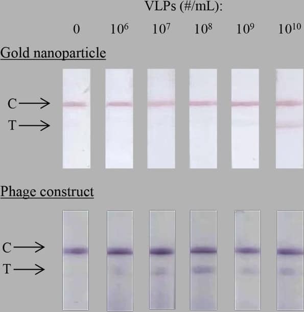 Western Blot: fd/M13 bacteriophage Antibody [NB100-1633] - Detection of Norwalk VLPs in lateral-flow assay (LFA).Norwalk VLPs in 100 μL are detected using anti-Norwalk antibodies in the test line (T); gold nanoparticle (top row) & antibody-phage construct followed by HRP/anti-M13 conjugate (bottom row). Control line (C) consists of anti-mouse antibodies for the gold nanoparticle LFA & anti-M13 antibodies for the phage LFA. Nitrocellulose FF80HP was used as test membrane, Fusion 5 as sample pad & CF5 as absorbent pad. All images were equally gamma-corrected (gamma-correction factor = 0.45) to compensate for contrast lost in the overexposed, scanned images & better represent the naked-eye appearance of the raw strips. Image collected & cropped by CiteAb from the following publication (//pubmed.ncbi.nlm.nih.gov/25978622), licensed under a CC-BY license. Not internally tested by Novus Biologicals.