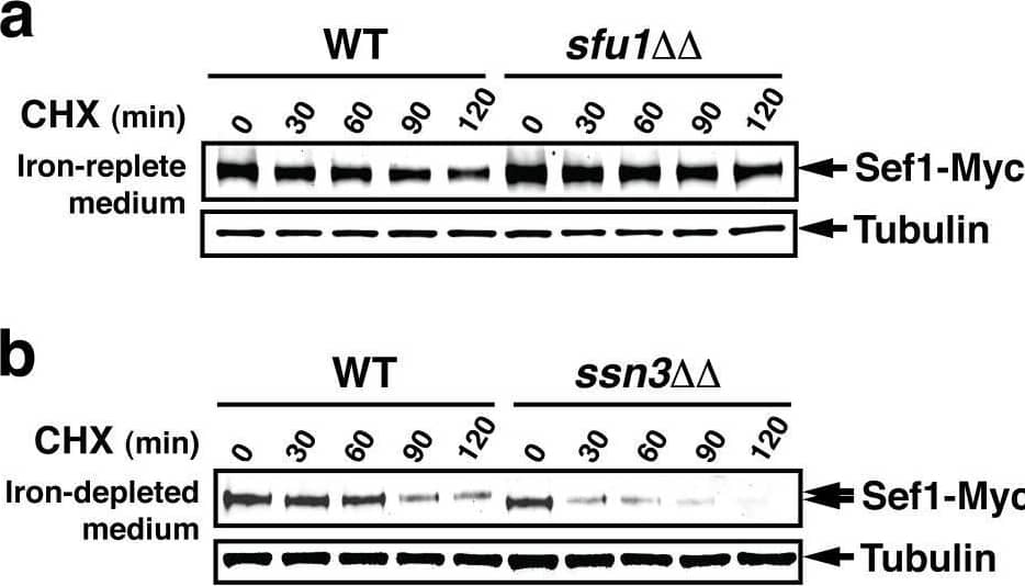 Western Blot alpha Tubulin Antibody (YOL1/34) - BSA Free