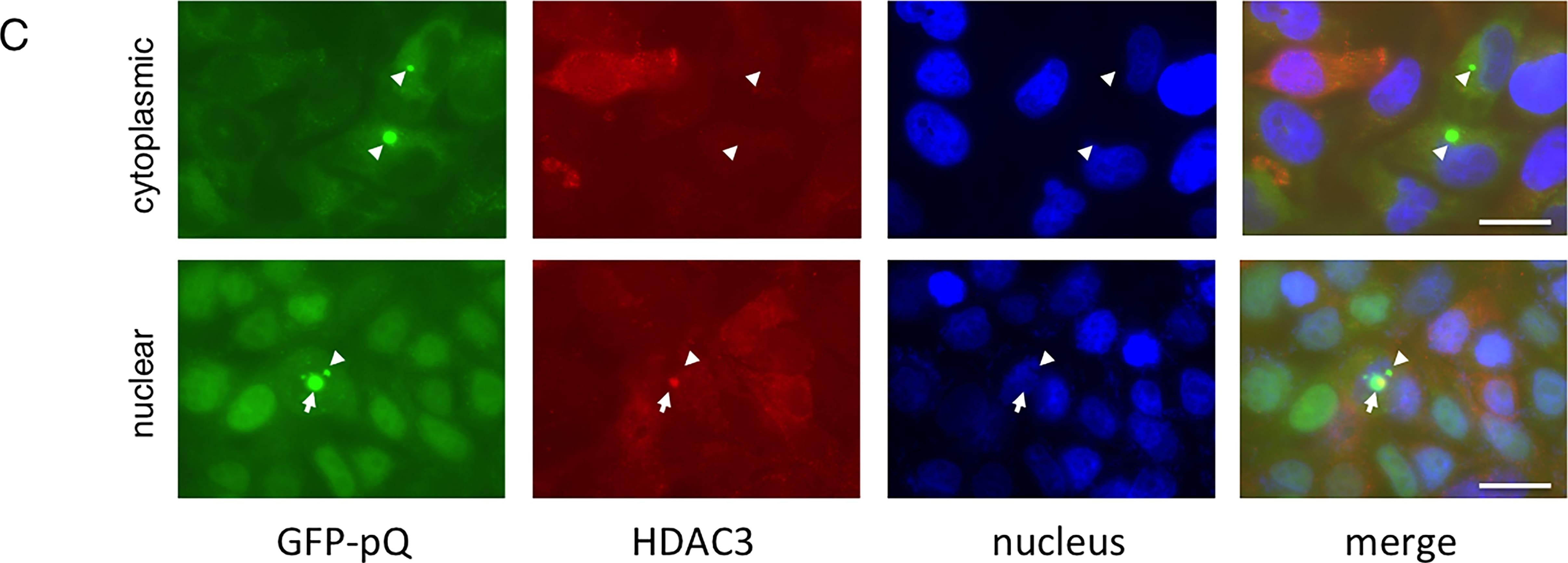 Immunocytochemistry/ Immunofluorescence HDAC3 Antibody - BSA Free
