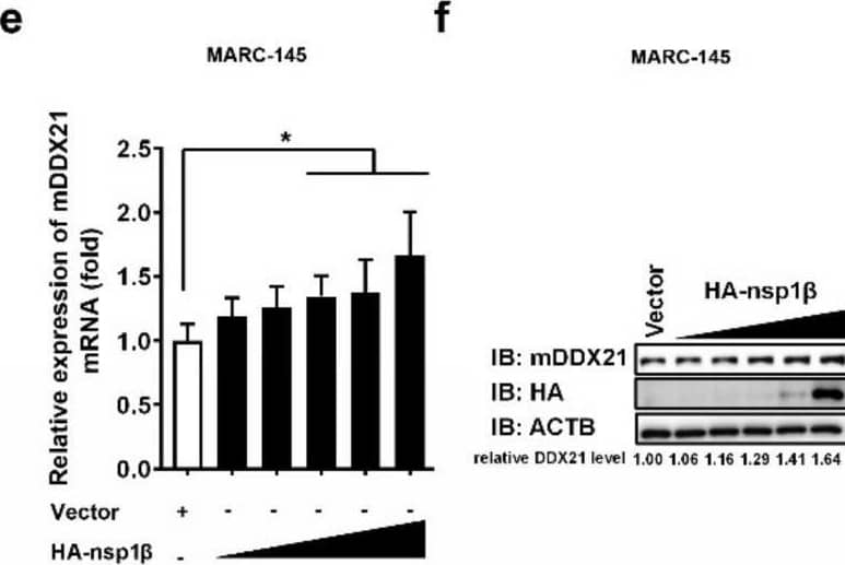 PRRSV nsp1 beta  upregulates DDX21 transcription and expression. (a,b) HEK-293T cells were transfected with 3 μg of plasmids expressing HA-tagged nsp1 alpha , nsp1 beta , nsp4, nsp12, or N protein. At 30 h post-transfection, the cells were collected to detect the mRNA expression of DDX21 by qRT-PCR (a) or DDX21 protein expression by Western blotting (b). (c–h) HEK-293T cells (c,d) and MARC-145 cells (e,f) were transfected with increasing amounts (0.1875 μg, 0.375 μg, 0.75 μg, 1.5 μg, 3 μg) of plasmid encoding HA-tagged nsp1 beta  or empty vector (3 μg). iPAM cells (g,h) were transfected with increasing amounts (0.375 μg, 0.75 μg, 1.5 μg, 3 μg) of plasmid encoding HA-tagged nsp1 beta  or empty vector (3 μg). At 30 h post-transfection, the cells were collected for use in qRT-PCR (c,e,g) or Western blotting (d,f,h). All experiments were performed in triplicate. The data are shown as the means +/- SD of three independent experiments (n.s, no significant differences; * p < 0.05; ** p < 0.01). The relative levels of DDX21 in experimentally transfected cells as compared with in empty vector-transfected cells were analyzed by ImageJ software, and the resulting ratio is displayed below the images as the fold change. Image collected and cropped by CiteAb from the following open publication (//pubmed.ncbi.nlm.nih.gov/35336874), licensed under a CC-BY license. Not internally tested by Novus Biologicals.