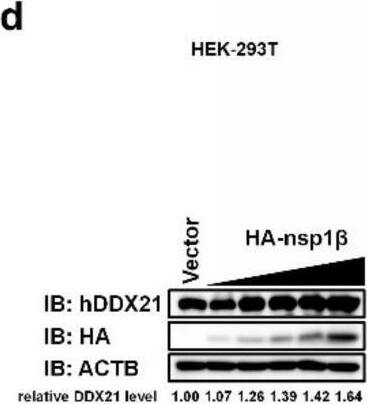 Western Blot DDX21 Antibody - BSA Free