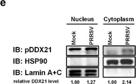 PRRSV infection promotes pDDX21 translocation from the nucleus to the cytoplasm. (a,b) iPAM cells were infected with PRRSV (MOI = 1). At 12, 24, and 36 hpi, these cells were collected for use in qRT-PCR to determine the number of mRNA copies of pDDX21 (a) or in Western blotting with antibodies against DDX21, PRRSV N protein, and  beta -actin (b). (c,d) iPAM cells were infected with increasing doses of PRRSV (0.01 MOI, 0.1 MOI, or 1.0 MOI). At 24 hpi, these cells were collected for use in qRT-PCR (c) and Western blotting (d) as described in (a,b), respectively. (e) iPAM cells were grown until they formed a monolayer on 100-mm plates and then infected with PRRSV (MOI = 0.1). These cells were collected at 24 hpi, and a nuclear cytosol fractionation assay was performed to detect the pDDX21 expression in the nucleus or cytoplasm. Data are presented as the means +/- SD of three independent experiments (* p < 0.05; *** p < 0.001). The relative levels of pDDX21 in PRRSV-infected cells as compared with in mock-infected cells were analyzed by ImageJ software, and the ratio is displayed below the images as the fold change. Image collected and cropped by CiteAb from the following open publication (//pubmed.ncbi.nlm.nih.gov/35336874), licensed under a CC-BY license. Not internally tested by Novus Biologicals.