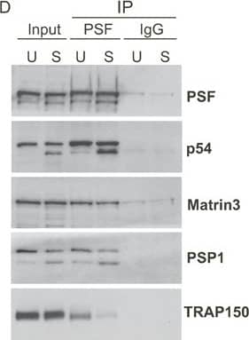 Western Blot: Matrin 3 Antibody [NB100-1761] - TRAP150 inhibits the RRM-dependent binding activity of PSF, & inhibition of binding requires more than the minimal RRM binding domain. (A) UV crosslinking of ESS1 RNA with full-length PSF (PSF-FL) either alone (-), in the presence of BSA as a control or in the presence of increasing amounts of full-length FLAG-tagged TRAP150. (B) Same as panel (A), but competing binding of exRRMs of PSF with indicated truncations of GST-TRAP150 or GST alone. (C) Same as panel (A) but competing for binding of the minRRMs & hnRNP L by GST-TRAP(PID). (D) Western blots of immunoprecipitation of PSF from unstimulated (TRAP150 bound) & stimulated (TRAP150 unbound) JSL1 cells showing relative binding of TRAP150 & other known PSF-interacting partners. The source of the doublet for PSPC1 & p54nrb/NONO in stimulated cells is unknown, but is the same in input & IP samples. Image collected & cropped by CiteAb from the following publication (//academic.oup.com/nar/article-lookup/doi/10.1093/nar/gkv816), licensed under a CC-BY license. Not internally tested by Novus Biologicals.