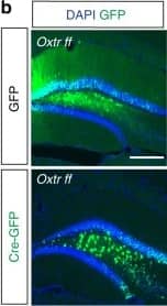 Immunocytochemistry/ Immunofluorescence: GFP Antibody [NB100-1770] - Viral recombination of Oxtr in anterior DG hilar neurons impairs discrimination of social, but not non-social, stimuli. a Schematic illustrating viral injection & behavioral testing timeline. b Representative images of Cre & GFP virus infection in aDG. Scale bar, 200 μm. c Representative images & quantifications of cFos immunoreactivity in granule cell layer of aDG (GFP: n = 7, Cre: n = 4). Scale bar, 75 μm. d Behavioral schematic (top) & quantification (bottom) of single object exploration (GFP: n = 11, Cre: n = 6). e Behavioral schematic (top) & quantification (bottom) of novel objection recognition (GFP: n = 11, Cre: n = 6). Quantifications are displayed as Habituation (trials 1–3), Test (trial 4), & discrimination ratio (trial 4). f Behavioral schematic (top) & quantification (bottom) of social exploration test (GFP: n = 11, Cre: n = 6). g Behavioral schematic (top) & quantification (bottom) of social discrimination task (GFP: n = 11, Cre: n = 6). Quantifications are displayed as Habituation (trials 1–3), Test (trial 4), & discrimination ratio (trial 4). All data are displayed as mean ± SEM Image collected & cropped by CiteAb from the following publication (//pubmed.ncbi.nlm.nih.gov/29222469), licensed under a CC-BY license. Not internally tested by Novus Biologicals.