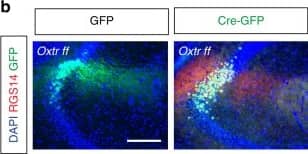 Immunocytochemistry/ Immunofluorescence: GFP Antibody [NB100-1770] - Viral recombination of Oxtr in aCA2/CA3distal impairs discrimination of social, but not non-social, stimuli. a Schematic illustrating viral injection & behavioral testing timeline. b Representative images of Cre & GFP virus infection in aCA2/CA3. Scale bar, 200 μm. c Behavioral schematic (top) & quantification (bottom) of single object exploration (GFP: n = 7, Cre: n = 10). d Behavioral schematic (top) & quantification (bottom) of novel objection recognition (GFP: n = 7, Cre: n = 10). Quantifications are displayed as Habituation (trials 1–3), Test (trial 4), & discrimination ratio (trial 4). e Behavioral schematic (top) & quantification (bottom) of social exploration test (GFP: n = 7, Cre: n = 10). f Behavioral schematic (top) & quantification (bottom) of social discrimination task (GFP: n = 7, Cre: n = 10). Quantifications are displayed as Habituation (trials 1–3), Test (trial 4), & discrimination ratio (trial 4). All data are displayed as mean ± SEM Image collected & cropped by CiteAb from the following publication (//pubmed.ncbi.nlm.nih.gov/29222469), licensed under a CC-BY license. Not internally tested by Novus Biologicals.