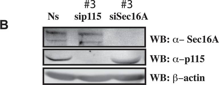 Knockdown Validated SEC16A Antibody