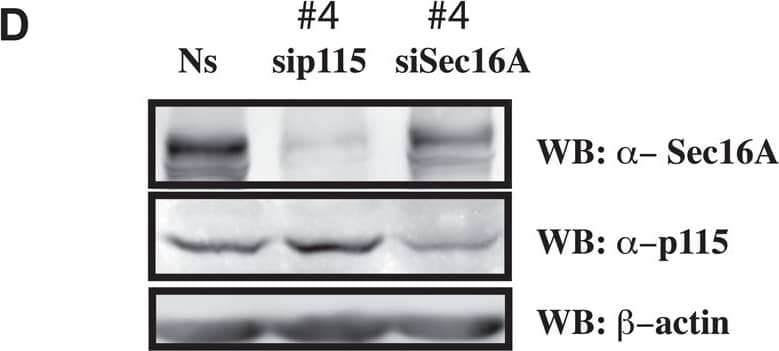 Knockdown Validated SEC16A Antibody