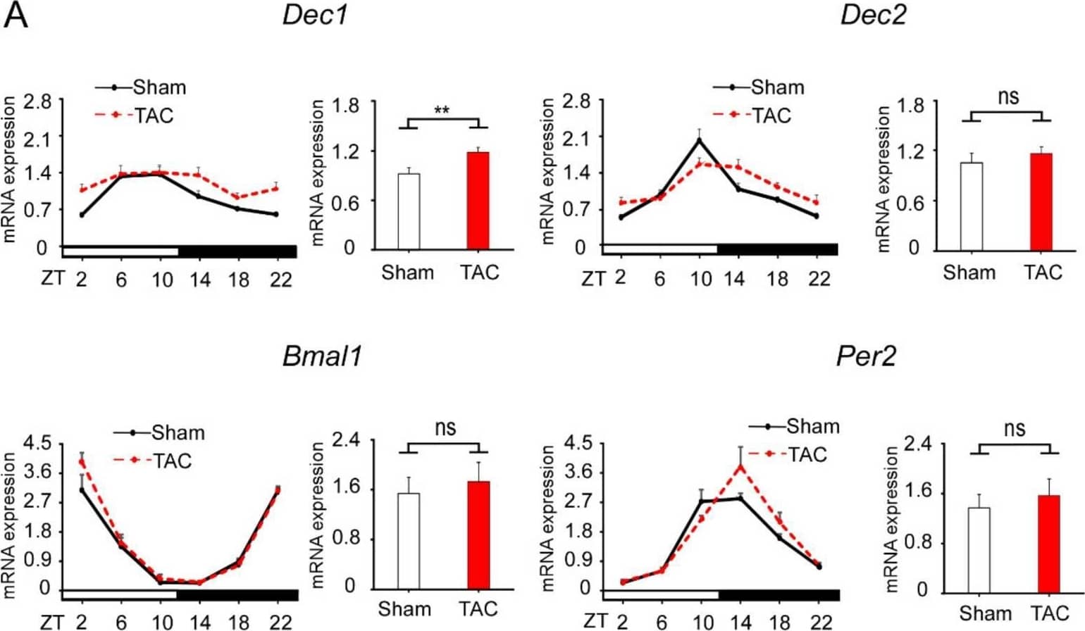 TAC increases Dec1 expression. (A) The circadian expression of clock genes in WT mice treated with TAC (red dotted line) and sham treatment (black line). The mRNA levels of Dec1, Dec2, brain and muscle aryl hydrocarbon receptor nuclear translocator-like protein-1 (Bmal1), and period 2 (Per2) were analyzed by real-time PCR. Each right graph shows average of total mRNA expressions from zeitgeber time 2 (ZT2) to ZT22 in sham and TAC mice. The circadian expression of clock genes was assessed by analyzing one-way ANOVA. Multiple comparisons between sham and TAC groups were analyzed by two-way ANOVA with Tukey–Kramer post hoc test. Comparison of two groups was analyzed by a two-tailed Student’s t-test. The number of mice was four or five mice per group per time point. Data are the means +/- SEM. ** p < 0.01; NS: not significant; ZT: zeitgeber time with light on at 8:00 a.m. (ZT0) and light off at 8:00 p.m. (ZT12). (B) Immunohistochemical detection of Dec1 in myocardial and stromal cells. Representative images of one WT heart treated with TAC and sham at four weeks. The black square shows representative large images, magnification 400×. Image collected and cropped by CiteAb from the following open publication (//pubmed.ncbi.nlm.nih.gov/31597354), licensed under a CC-BY license. Not internally tested by Novus Biologicals.