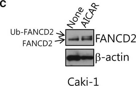 Western Blot: FANCD2 Antibody - BSA Free [NB100-182] - AMPK‐activating AICAR treatment activates FANCD2, a pivotal molecule of Fanconi anemia DNA damage signaling pathway. (A) AICAR treatment induces FANCD2 monoubiquitination in transformed normal fibroblasts (GM00637I). GM00637I cells were treated with 1 mm 2‐deoxyglucose, 0.25 mM AICAR, or 1 mm phenformin for 24 h. Lysates were subjected to western blotting with anti‐FANCD2, phospho‐AMPK alpha 1 (T172), & AMPK alpha  &  beta ‐actin. In FANCD2 blots, the position of monoubiquitinated FANCD2 (Ub‐FANCD2) is indicated by an arrow. (B) AICAR treatment induces formation of FANCD2 nuclear foci in GM00637I fibroblasts. Cells grown on coverslips in 12‐well plates were treated with 0.25 mm AICAR for 24 h. Cells were immunostained with FANCD2 antibody & Alexa 488‐conjugated anti‐rabbit secondary antibody. FANCD2 foci were visualized by confocal microscopy. Representative images are shown at the top. The number of foci per cell was counted & plotted for ≥ 20 cells (bottom panel). The values represent the mean ± SEM (Student's t‐test, ***P < 0.001). (C) AICAR treatment induces FANCD2 monoubiquitination in Caki‐1 cells. Caki‐1 cells were treated with 0.25 mm AICAR for 24 h & monoubiquitination of FANCD2 was monitored as in (A). Image collected & cropped by CiteAb from the following publication (//pubmed.ncbi.nlm.nih.gov/28174693), licensed under a CC-BY license. Not internally tested by Novus Biologicals.