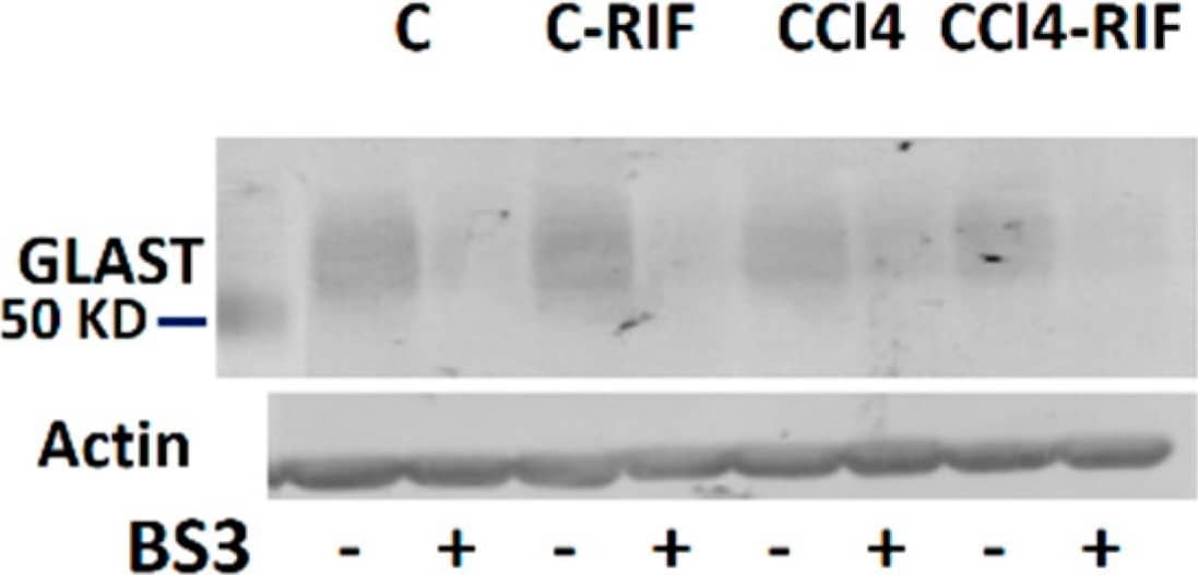 Western Blot: EAAT1/GLAST-1/SLC1A3 Antibody - BSA Free [NB100-1869] - Analysis of extracellular levels of GABA & Glutamate & membrane expression of their transporters. Extracellular levels of (A,C) GABA & glutamate were analyzed by microdialysis at 4 weeks. Membrane expression of (B) glutamate transporter GLAST & (D,E) GABA transporters GAT1 & GAT3 were analyzed using BS3 cross-linker. Values are expressed as percentage of control rats & are mean ± SEM of 12 rats per group. One-way ANOVA with Tukey’s test for GAT-1 (F(3,27) = 4.41, p < 0.05), GAT-3 (F(3,41) = 3.27, p < 0.05) & glutamate (F(3,36) = 3.00, p < 0.05) & Welch’s ANOVA with Dunnett’s test for GABA (W(3,19) = 3.67, p < 0.05) & GLAST (W(3,13) = 12.07, p < 0.001) were performed to compare all groups. Values significantly different from control rats are indicated by asterisks, from CCl4 rats by a, & from C-RIF rats by b. * p < 0.05, a p < 0.05, b p < 0.05. Image collected & cropped by CiteAb from the following publication (//pubmed.ncbi.nlm.nih.gov/34440206), licensed under a CC-BY license. Not internally tested by Novus Biologicals.