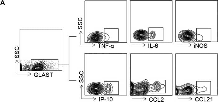 Flow Cytometry: EAAT1/GLAST-1/SLC1A3 Antibody - BSA Free [NB100-1869] - Depletion of microglia promotes astrocyte responses following MPTP treatment. C57BL/6 mice received PLX3397 or vehicle for 21 d prior to saline or MPTP administration (intraperitoneal injection). Mice continued to receive PLX3397 or vehicle until the experiments ended. At d 7 after saline or MPTP injection, single cell suspensions were prepared from substantia nigra & striatal tissues. A) Flow cytometry plots show the gating strategy for astrocytes (GLAST+) & their expression of TNF-alpha , IL-6, iNOS, IP-10, CCL2, & CCL21. B, C) Bar graphs show the effects of microglial depletion on the expression of TNF-alpha , IL-6, iNOS, IP-10, CCL2, & CCL21 in astrocytes at d 7 after MPTP treatment. All data are presented as means ± sem; n = 9 mice/group. *P < 0.05, **P < 0.01. Image collected & cropped by CiteAb from the following publication (//pubmed.ncbi.nlm.nih.gov/29401614), licensed under a CC-BY license. Not internally tested by Novus Biologicals.