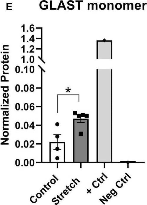 Simple Western: EAAT1/GLAST-1/SLC1A3 Antibody - BSA Free [NB100-1869] - Protein changes in ONHAs corroborate bioenergetics data. (A) Glucose transporter-1 protein levels in Stretched ONH astrocytes are significantly higher than Control (*p = 0.0225, n = 7 Control, n = 8 Stretch). Retinal lysate from a 2 month-old mouse was used as a positive control for each protein analyzed, while negative control was the signal obtained when no primary antibody was included in the capillary. (B) Lactate dehydrogenase-A, the astrocyte-specific isoform of the enzyme that catalyzes the interconversion of pyruvate & lactate, has equivalent protein levels in Control & Stretch ONH astrocytes. (C) Glucose-6-phosphate dehydrogenase, the enzyme that shunts glucose into the pentose phosphate pathway, is no different in Control & Stretch ONH astrocytes. (D) Glutamine synthetase, the enzyme that synthesizes glutamine from glutamate, is no different in Control & Stretch ONH astrocytes. (E) The monomeric form of glutamate-aspartate transporter (GLAST) has significantly higher protein levels in the Stretch as compared to the Control ONH astrocytes (p = 0.020; n = 4 Control, n = 5 Stretch). (F) GLAST dimer protein levels are no different in Control & Stretch ONH astrocytes. Image collected & cropped by CiteAb from the following publication (//pubmed.ncbi.nlm.nih.gov/35992925), licensed under a CC-BY license. Not internally tested by Novus Biologicals.