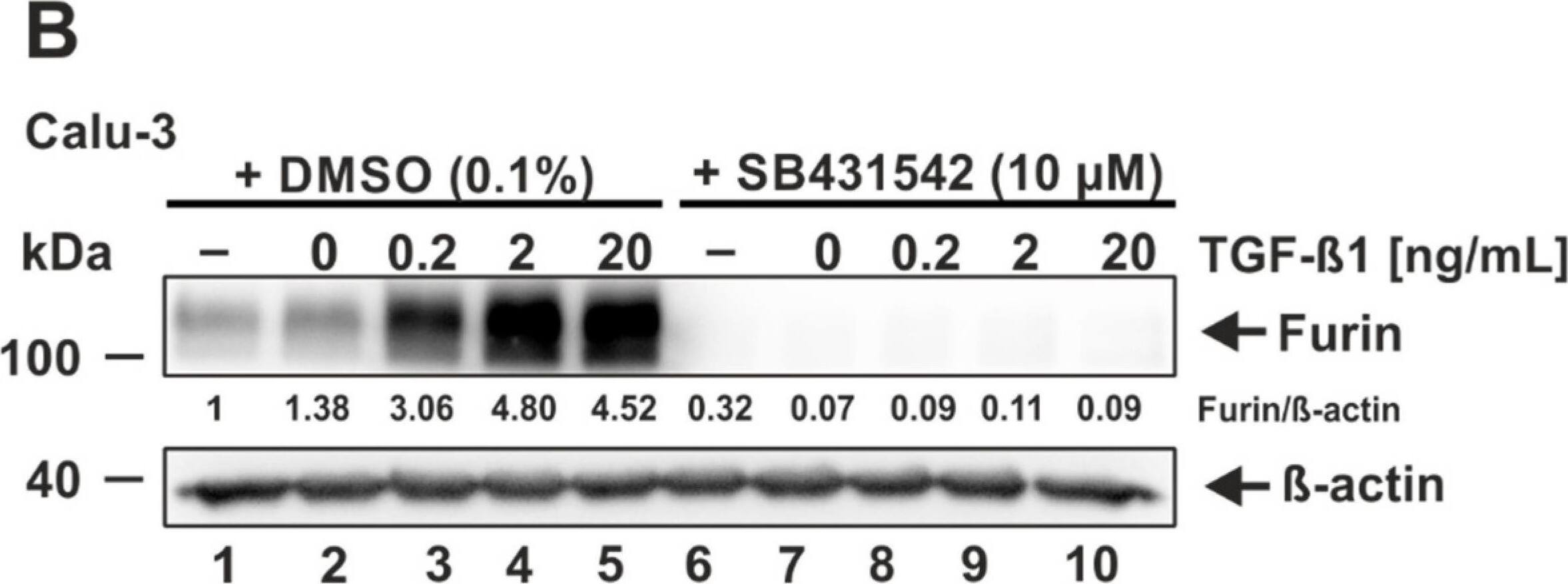 Prevention of TGF-beta 1-induced furin expression by the ALK5 inhibitor SB431542. (A) Huh-7 and (B) Calu-3 were incubated for 24 h with 10 uM SB431542 or the solvent control DMSO and subsequently treated for 18 h with the indicated concentrations of TGF-beta 1, the solvent control 4 mM HCl 0.1% bovine serum albumin (0 ng/mL), or were left untreated (−). Western Blot analyses were performed to detect furin and  beta -actin. Protein levels of furin and  beta -actin were quantified via densitometric analyses utilizing the Image Lab Software. Protein levels without the addition of SB431542 and TGF-beta 1 were set to 1. Image collected and cropped by CiteAb from the following open publication (//pubmed.ncbi.nlm.nih.gov/35746781), licensed under a CC-BY license. Not internally tested by Novus Biologicals.