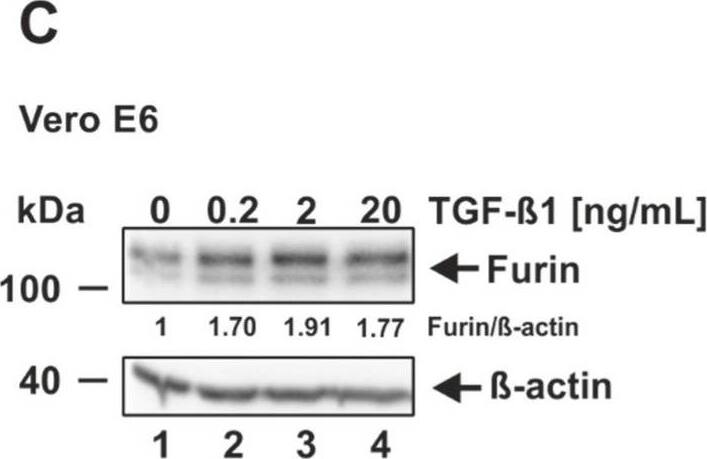 Induction of furin expression by TGF-beta 1. (A) HEK293T, (B) HeLa, (C) Vero E6, (D) Caco-2, (E) Huh-7, and (F) Calu-3 were incubated for 18 h with indicated concentrations of TGF-beta 1 or the solvent control 4 mM HCl 0.1% bovine serum albumin (0 ng/mL TGF-beta 1). Western blot analyses were performed to detect furin and  beta -actin. Protein levels of furin and  beta -actin were quantified via densitometric analyses utilizing the Image Lab Software. Protein levels without the addition of TGF-beta 1 (0 ng/mL) were set to 1. Image collected and cropped by CiteAb from the following open publication (//pubmed.ncbi.nlm.nih.gov/35746781), licensed under a CC-BY license. Not internally tested by Novus Biologicals.