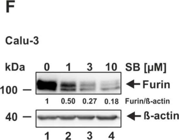 Decrease of furin expression by the ALK5 inhibitor SB431542. (A) HEK293T, (B) HeLa, (C) Vero E6, (D) CaCo-2, (E) Huh-7, and (F) Calu-3 were incubated for 24 h with the indicated concentrations of SB431542 (SB) or the solvent control DMSO (0 uM). Western Blot analyses were performed to detect furin and  beta -actin. Protein levels of furin and  beta -actin were quantified via densitometric analyses utilizing the Image Lab Software. Protein levels without SB (0 uM) were set to 1. Image collected and cropped by CiteAb from the following open publication (//pubmed.ncbi.nlm.nih.gov/35746781), licensed under a CC-BY license. Not internally tested by Novus Biologicals.