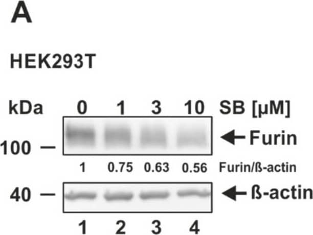 Decrease of furin expression by the ALK5 inhibitor SB431542. (A) HEK293T, (B) HeLa, (C) Vero E6, (D) CaCo-2, (E) Huh-7, and (F) Calu-3 were incubated for 24 h with the indicated concentrations of SB431542 (SB) or the solvent control DMSO (0 uM). Western Blot analyses were performed to detect furin and  beta -actin. Protein levels of furin and  beta -actin were quantified via densitometric analyses utilizing the Image Lab Software. Protein levels without SB (0 uM) were set to 1. Image collected and cropped by CiteAb from the following open publication (//pubmed.ncbi.nlm.nih.gov/35746781), licensed under a CC-BY license. Not internally tested by Novus Biologicals.