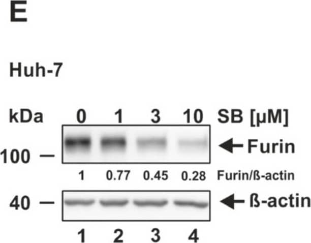Decrease of furin expression by the ALK5 inhibitor SB431542. (A) HEK293T, (B) HeLa, (C) Vero E6, (D) CaCo-2, (E) Huh-7, and (F) Calu-3 were incubated for 24 h with the indicated concentrations of SB431542 (SB) or the solvent control DMSO (0 uM). Western Blot analyses were performed to detect furin and  beta -actin. Protein levels of furin and  beta -actin were quantified via densitometric analyses utilizing the Image Lab Software. Protein levels without SB (0 uM) were set to 1. Image collected and cropped by CiteAb from the following open publication (//pubmed.ncbi.nlm.nih.gov/35746781), licensed under a CC-BY license. Not internally tested by Novus Biologicals.