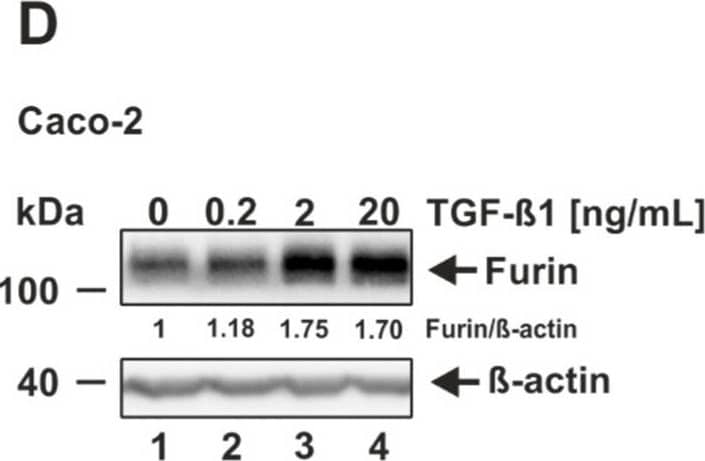 Induction of furin expression by TGF-beta 1. (A) HEK293T, (B) HeLa, (C) Vero E6, (D) Caco-2, (E) Huh-7, and (F) Calu-3 were incubated for 18 h with indicated concentrations of TGF-beta 1 or the solvent control 4 mM HCl 0.1% bovine serum albumin (0 ng/mL TGF-beta 1). Western blot analyses were performed to detect furin and  beta -actin. Protein levels of furin and  beta -actin were quantified via densitometric analyses utilizing the Image Lab Software. Protein levels without the addition of TGF-beta 1 (0 ng/mL) were set to 1. Image collected and cropped by CiteAb from the following open publication (//pubmed.ncbi.nlm.nih.gov/35746781), licensed under a CC-BY license. Not internally tested by Novus Biologicals.