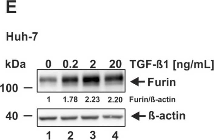 Western Blot Furin Antibody