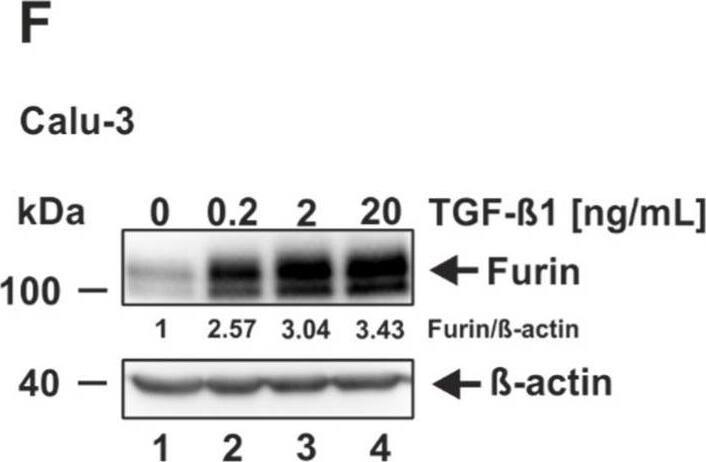 Induction of furin expression by TGF-beta 1. (A) HEK293T, (B) HeLa, (C) Vero E6, (D) Caco-2, (E) Huh-7, and (F) Calu-3 were incubated for 18 h with indicated concentrations of TGF-beta 1 or the solvent control 4 mM HCl 0.1% bovine serum albumin (0 ng/mL TGF-beta 1). Western blot analyses were performed to detect furin and  beta -actin. Protein levels of furin and  beta -actin were quantified via densitometric analyses utilizing the Image Lab Software. Protein levels without the addition of TGF-beta 1 (0 ng/mL) were set to 1. Image collected and cropped by CiteAb from the following open publication (//pubmed.ncbi.nlm.nih.gov/35746781), licensed under a CC-BY license. Not internally tested by Novus Biologicals.