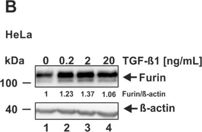 Induction of furin expression by TGF-beta 1. (A) HEK293T, (B) HeLa, (C) Vero E6, (D) Caco-2, (E) Huh-7, and (F) Calu-3 were incubated for 18 h with indicated concentrations of TGF-beta 1 or the solvent control 4 mM HCl 0.1% bovine serum albumin (0 ng/mL TGF-beta 1). Western blot analyses were performed to detect furin and  beta -actin. Protein levels of furin and  beta -actin were quantified via densitometric analyses utilizing the Image Lab Software. Protein levels without the addition of TGF-beta 1 (0 ng/mL) were set to 1. Image collected and cropped by CiteAb from the following open publication (//pubmed.ncbi.nlm.nih.gov/35746781), licensed under a CC-BY license. Not internally tested by Novus Biologicals.