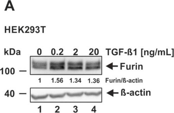 Induction of furin expression by TGF-beta 1. (A) HEK293T, (B) HeLa, (C) Vero E6, (D) Caco-2, (E) Huh-7, and (F) Calu-3 were incubated for 18 h with indicated concentrations of TGF-beta 1 or the solvent control 4 mM HCl 0.1% bovine serum albumin (0 ng/mL TGF-beta 1). Western blot analyses were performed to detect furin and  beta -actin. Protein levels of furin and  beta -actin were quantified via densitometric analyses utilizing the Image Lab Software. Protein levels without the addition of TGF-beta 1 (0 ng/mL) were set to 1. Image collected and cropped by CiteAb from the following open publication (//pubmed.ncbi.nlm.nih.gov/35746781), licensed under a CC-BY license. Not internally tested by Novus Biologicals.