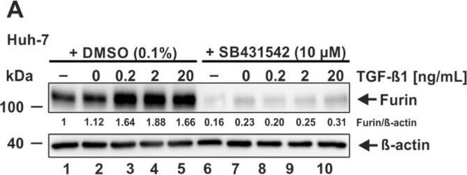 Prevention of TGF-beta 1-induced furin expression by the ALK5 inhibitor SB431542. (A) Huh-7 and (B) Calu-3 were incubated for 24 h with 10 uM SB431542 or the solvent control DMSO and subsequently treated for 18 h with the indicated concentrations of TGF-beta 1, the solvent control 4 mM HCl 0.1% bovine serum albumin (0 ng/mL), or were left untreated (−). Western Blot analyses were performed to detect furin and  beta -actin. Protein levels of furin and  beta -actin were quantified via densitometric analyses utilizing the Image Lab Software. Protein levels without the addition of SB431542 and TGF-beta 1 were set to 1. Image collected and cropped by CiteAb from the following open publication (//pubmed.ncbi.nlm.nih.gov/35746781), licensed under a CC-BY license. Not internally tested by Novus Biologicals.