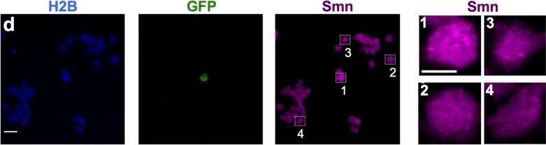 Immunocytochemistry/ Immunofluorescence: SMN Antibody (2B1) [Alexa Fluor® 647] [NB100-1936AF647] - Motoneurons exhibit elevated Smn levels.(a–c) Single-cell immunofluorescent (scIF) experiments. 24 hpf pmnx1:eGFP embryos were dissociated & immunostained for Smn ((a) see also Methods). DIC image of cells following 3-hour (b) & 24-hour (c) incubation are shown with GFP in green. Note that the GFP signal in the cell body is oversaturated so that the weaker signal in the axon becomes visible. In (c) DNA is in blue & the motoneuron marker Znp1 (synaptotagmin) is in red; the axon growth cone is magnified in the corner of the images. Scale bars are 100 μm (a), 10 μm (low magnification in (b,c)) & 2 μm (high magnification in (c)). (d) scIF on pmnx1:eGFP embryos. Histone 2B (H2B), GFP & Smn signals are shown in Z-projected confocal sections. Cells marked by white rectangles are magnified on the right. Scale bars: 10 μm for low & 5 μm for high magnification. (e) To account for potential variability in the immunostaining, Smn levels were quantified relative to H2B. Diamonds denote GFP negative (GFP−) & GFP positive (GFP+) cells from one representative experiment. Blue bars indicate mean ± SD with significance values of *p < 0.05 & **p < 0.01. Exact values are (mean ± SD) 0.51 ± 0.14 (GFP−) & 0.87 ± 0.17 (GFP+), p = 0.001 with Wilcoxon Sum Rank Test. For more details, see Materials & Methods & Supplementary Table S1. (f) Average increase of Smn levels in motoneurons versus control cells. The exact value of enrichment is (mean ± SD): 1.67 ± 0.14. N = 3 experiments, n = number of analyzed cells. Image collected & cropped by CiteAb from the following publication (//www.nature.com/articles/srep27470), licensed under a CC-BY license. Not internally tested by Novus Biologicals.