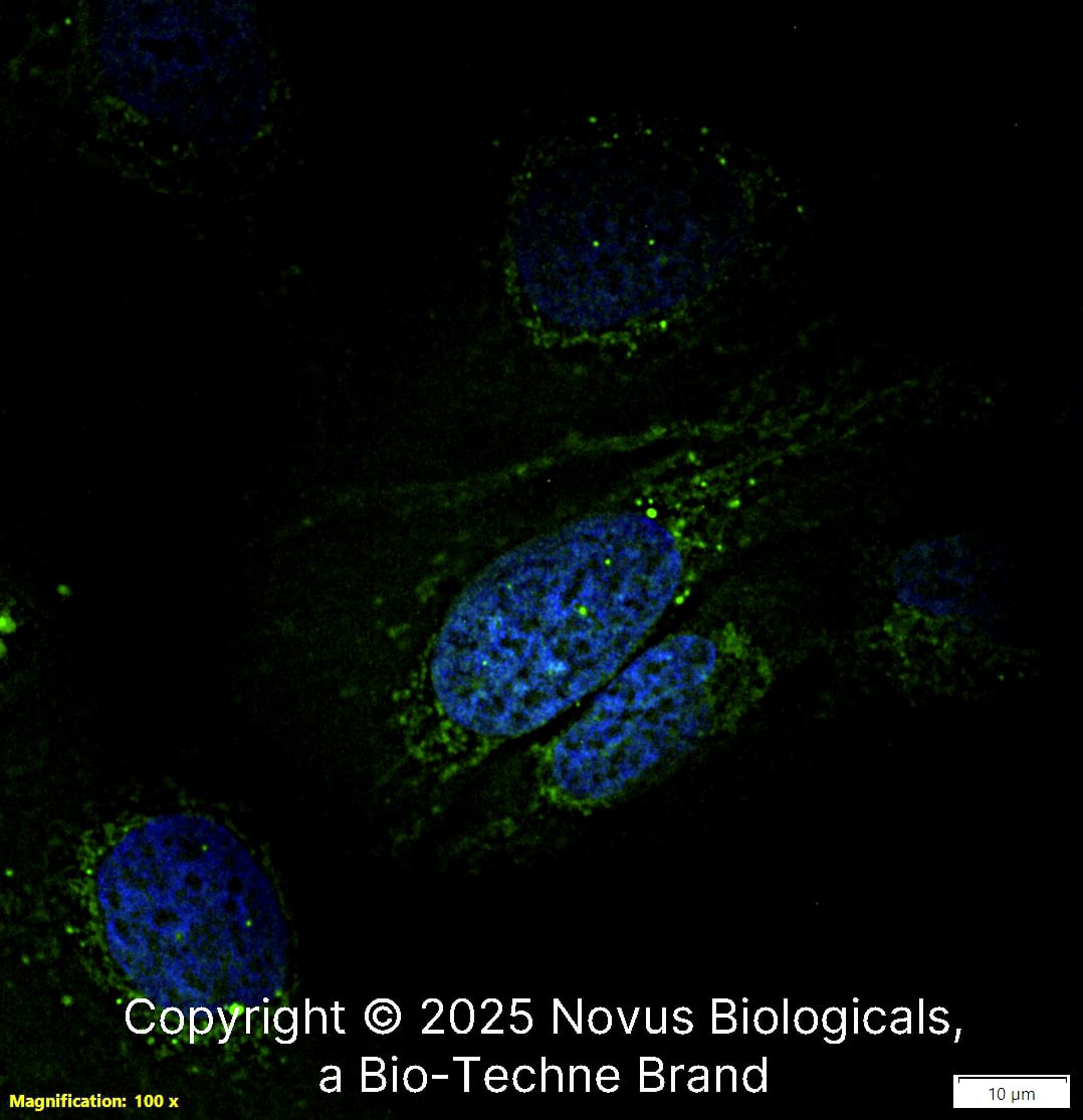 SMN (2B1) was detected in immersion fixed U-2 OS human osteosarcoma cell line using Mouse anti-SMN (2B1) Protein G Purified Monoclonal Antibody conjugated to FITC (Catalog # NB100-1936F) (green) at 5 µg/mL overnight at 4C. Cells were counterstained with DAPI (blue). Cells were imaged using a 100X objective and digitally deconvolved.  