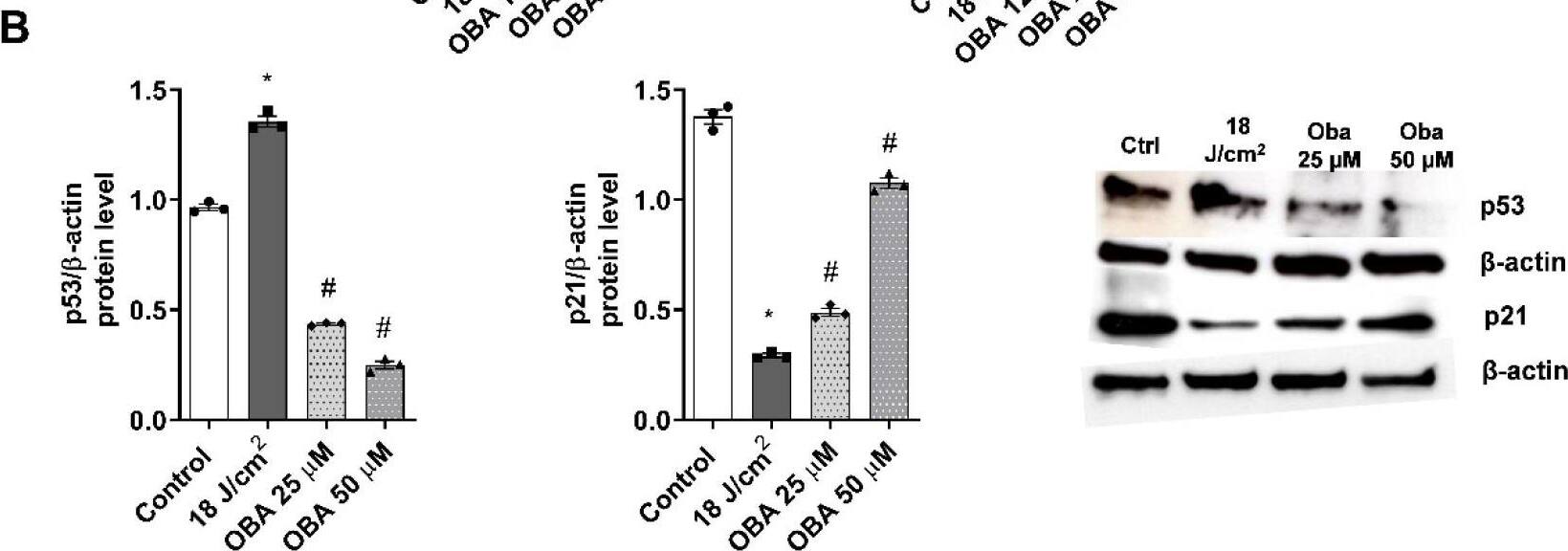 Obacunone prevents SSR-induced p53 and p21 gene and protein expression modulations in a FT skin model. FT skin models were pretreated for 24 h with obacunone (12.5 uM, 25 uM, and 50 uM) and subjected to 18 J/cm2 of SSR. (A) 24 h after irradiation, p21 and p53 mRNA levels were measured by real-time PCR. Data are expressed as 2− delta  delta Ct. (B) p21 and p53 levels were analyzed by Western blotting. Quantification was performed by densitometry and normalized to  beta -actin. Data are expressed as 2− delta  delta Ct. All data are expressed as a scatter plot with mean +/- standard error of the mean (SEM) of at least two independent experiments (n = 3). Multiple-comparison analysis of variance (ANOVA) was followed by the post hoc Bonferroni test. * p < 0.05 vs. control. # p < 0.05 vs. SSR stimulus. OBA: obacunone. Image collected and cropped by CiteAb from the following open publication (//www.mdpi.com/1422-0067/24/14/11484), licensed under a CC-BY license. Not internally tested by Novus Biologicals.