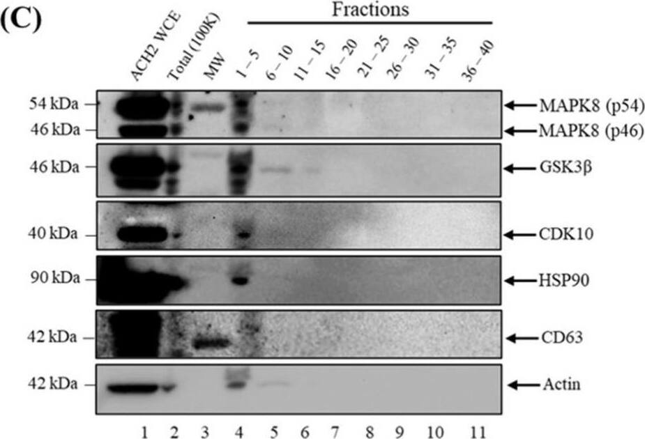 Western Blot HSP90 Antibody (AC88) - BSA Free