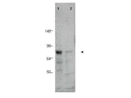 Western blot using Affinity Purified anti-BORIS antibody shows detection of a predominant band corresponding to BORIS in human tissue lysates (arrowhead).   Lane 1 contains lysate from human prostate tissue.  Lane 2 contains lysate from human spleen tissue.  A predominant band at ~75 kDa is observed.  Molecular weight estimation was made by comparison to prestained MW markers as indicated.