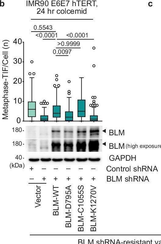 TRF2 phosphorylation promotes BTR-dependent MAD telomere deprotection.a BLM domain structure and the mutant alleles used in this study. The compromised function of the mutant alleles is indicated. b, c Above, Metaphase-telomere deprotection induced foci (TIF) following 24 h of 100 ng mL−1 colcemid in IMR90 E6E7 hTERT expressing Control or BLM shRNA and shRNA-resistant BLM alleles (all data points from n = 3 biological replicates of 30 metaphases per replicate, compiled into a Tukey Box Plot, Kruskal-Wallis followed by Dunn’s multiple comparisons test). Below: representative immunoblots of whole cell extracts derived from the untreated cell cultures used in this experiment. d TOP3A domain structure and the mutant allele used in this study. e Above, Metaphase-TIF following 24 h of 100 ng mL−1 colcemid in IMR90 E6E7 hTERT fibroblasts expressing Control or TOP3A shRNA and vector or shRNA-resistant TOP3A alleles (all data points from n = 3 biological replicates of 30 metaphases per replicate compiled into a Tukey Box Plot, Kruskal-Wallis followed by Dunn’s multiple comparisons test). Below, representative immunoblots of whole cell extracts derived from the untreated cell cultures used in this experiment. f Above, Metaphase-TIF following 24 h of 100 ng mL−1 colcemid in IMR90 E6E7 hTERT expressing Control, BLM or TRF2 shRNA, and vector or TRF2-2D (S62D and S65D) (all data points from n = 3 biological replicates of 30 metaphases per replicate compiled into a Tukey Box Plot, Kruskal-Wallis followed by Dunn’s multiple comparisons test). Below, representative immunoblots of whole cell extracts derived from the untreated cell cultures used in this experiment. Source data are provided as a Source Data file. Image collected and cropped by CiteAb from the following open publication (//pubmed.ncbi.nlm.nih.gov/40097392), licensed under a CC-BY license. Not internally tested by Novus Biologicals.