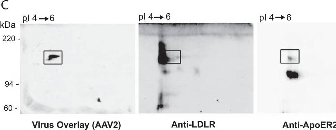 Western Blot Apolipoprotein E R2/ApoE R2 Antibody - BSA Free