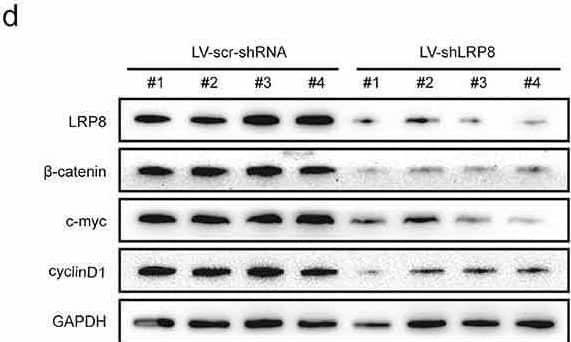 Knockdown of LRP8 inhibited tumor growth in vivo. (a) The pictures of nude mice injected with Lv-sh-LRP8 and corresponding control and the tumors formed after 28-day feeding. (b–c) Tumor volumes and weights were calculated between the two groups. (d) Western blotting experiments detecting the expression of Wnt/ beta -catenin signaling components and LRP8 expression in subcutaneous tumors. **p < 0.01. Three independent trials in each experiment were needed, and the data were presented as mean +/- SD. Image collected and cropped by CiteAb from the following open publication (//pubmed.ncbi.nlm.nih.gov/35246020), licensed under a CC-BY license. Not internally tested by Novus Biologicals.