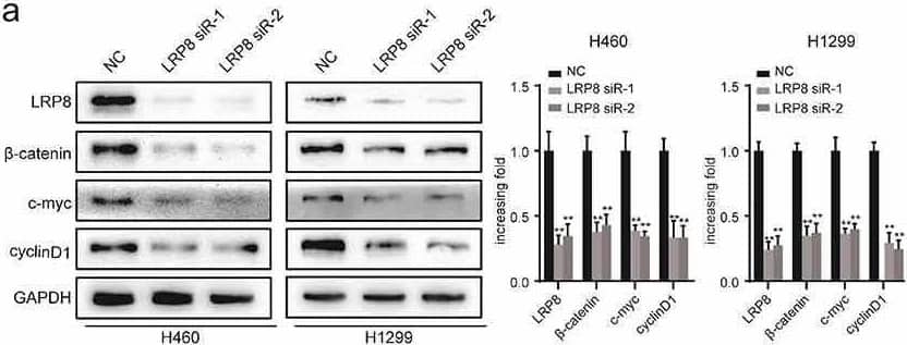 Western Blot Apolipoprotein E R2/ApoE R2 Antibody - BSA Free