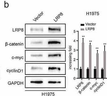 LRP8 motivated NSCLC cells development and metastasis via the Wnt/ beta -catenin signaling pathway. (a) Expression of Wnt/ beta -catenin signaling components after silencing LRP8 as detected by Western blotting assays. (b) Expression of Wnt/ beta -catenin signaling-related factors in overexpression LRP8 group of H1975 cells. CCK-8 assay (c) and colony formation analysis (d) were carried out to evaluate the proliferation abilities of H1299 and H460 cells transfected with LRP8 siRNA or negative vector or LiCl and LRP8 siRNA. (e) Invasion and migration of H1299 and H460 cells after LRP8 downregulation and LiCl addition as detected by Transwell assay. (f) Western blotting analysis for E-cadherin, Vimentin, and N-cadherin to detect the effect of LiCl in LRP8 knockdown. (g) Western blotting assays were performed to elaborate the role of LiCl in Wnt/ beta -catenin signaling-related factors induced by LRP8 silencing. **p < 0.01. Each experiment was repeated in three independent trials, and mean +/- SD was used to describe the results. Image collected and cropped by CiteAb from the following open publication (//pubmed.ncbi.nlm.nih.gov/35246020), licensed under a CC-BY license. Not internally tested by Novus Biologicals.