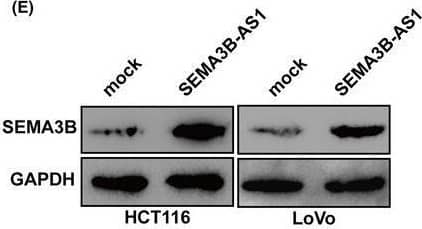Western Blot Semaphorin 3B Antibody - BSA Free