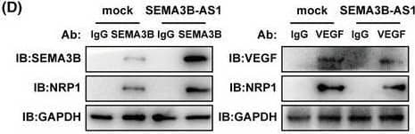 Western Blot Semaphorin 3B Antibody - BSA Free